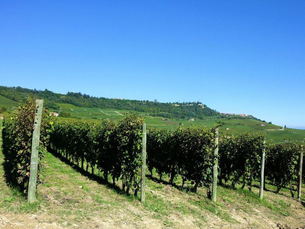 Barolo Vineyards Italy