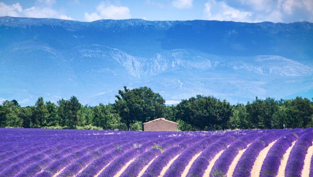 Best Places to visit in France - Lavender Fields