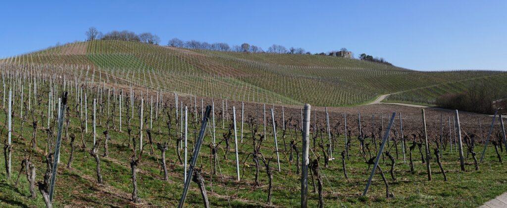 Panorama Vineyards Vines