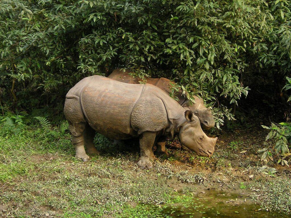 rhino-nepal
