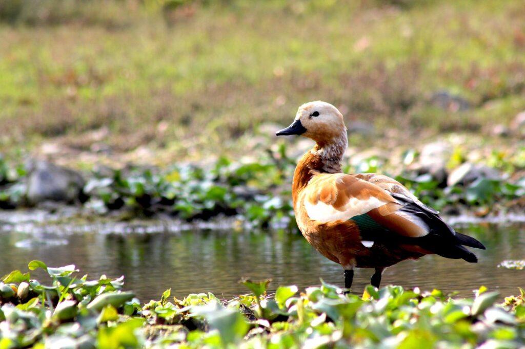 wildlife-bird nepal