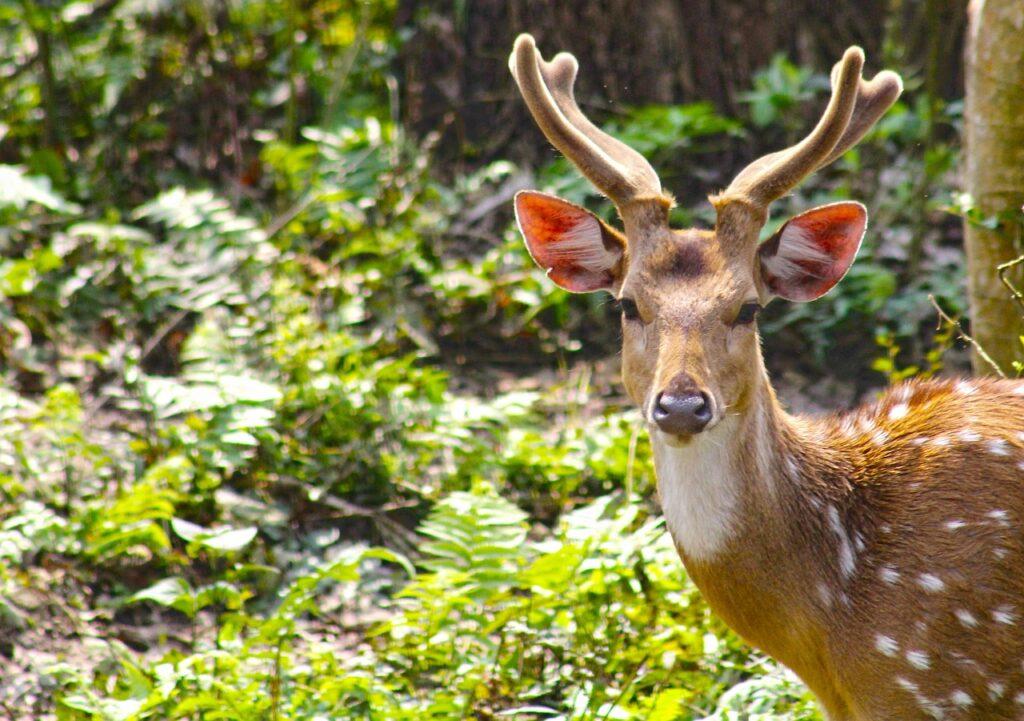 wildlife-deer nepal